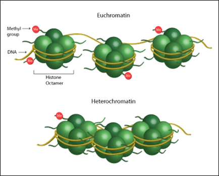 Rychlokurz epigenetiky – 4. část - BARIA