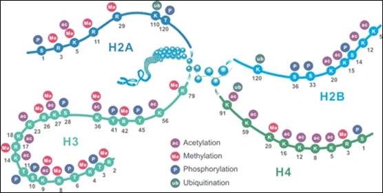 Rychlokurz epigenetiky – 4. část - BARIA