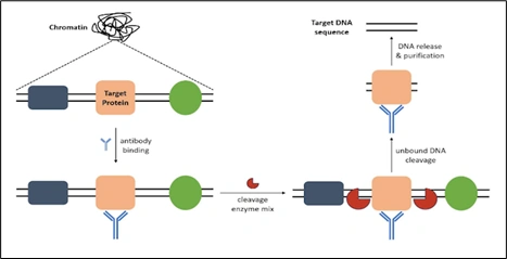Rychlokurz epigenetiky – 4. část - BARIA