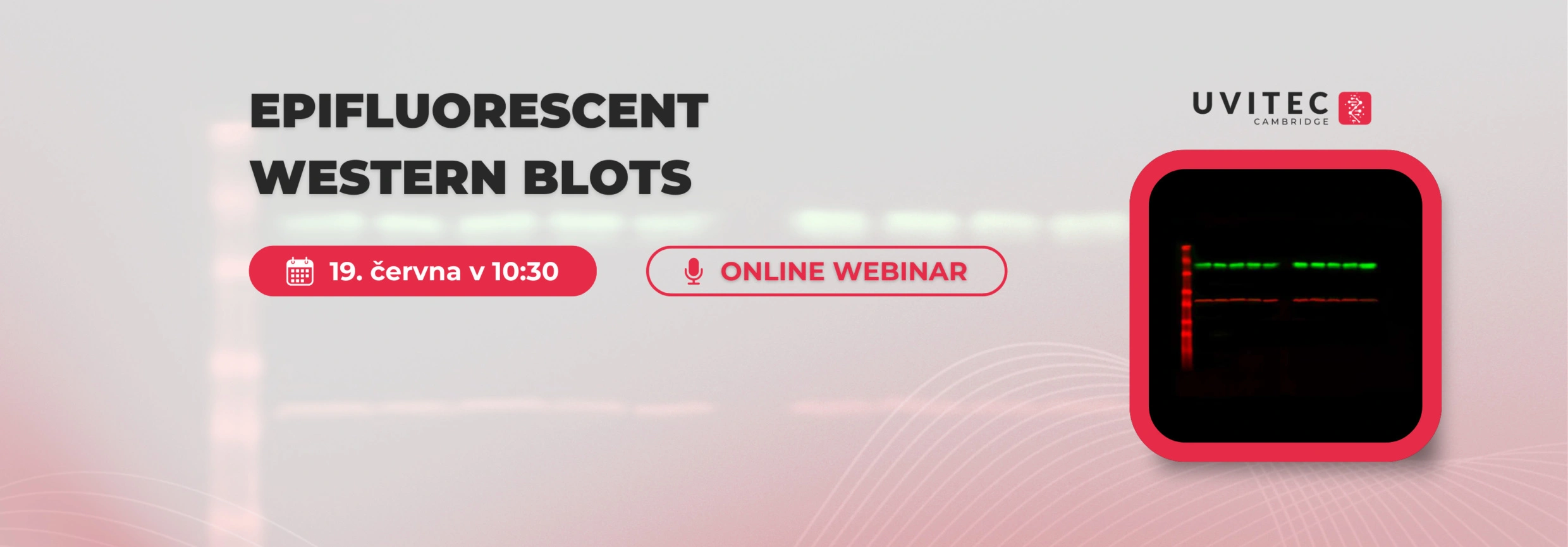 Epifluorescenční Western blotting – 2. díl odborné série webinářů - BARIA