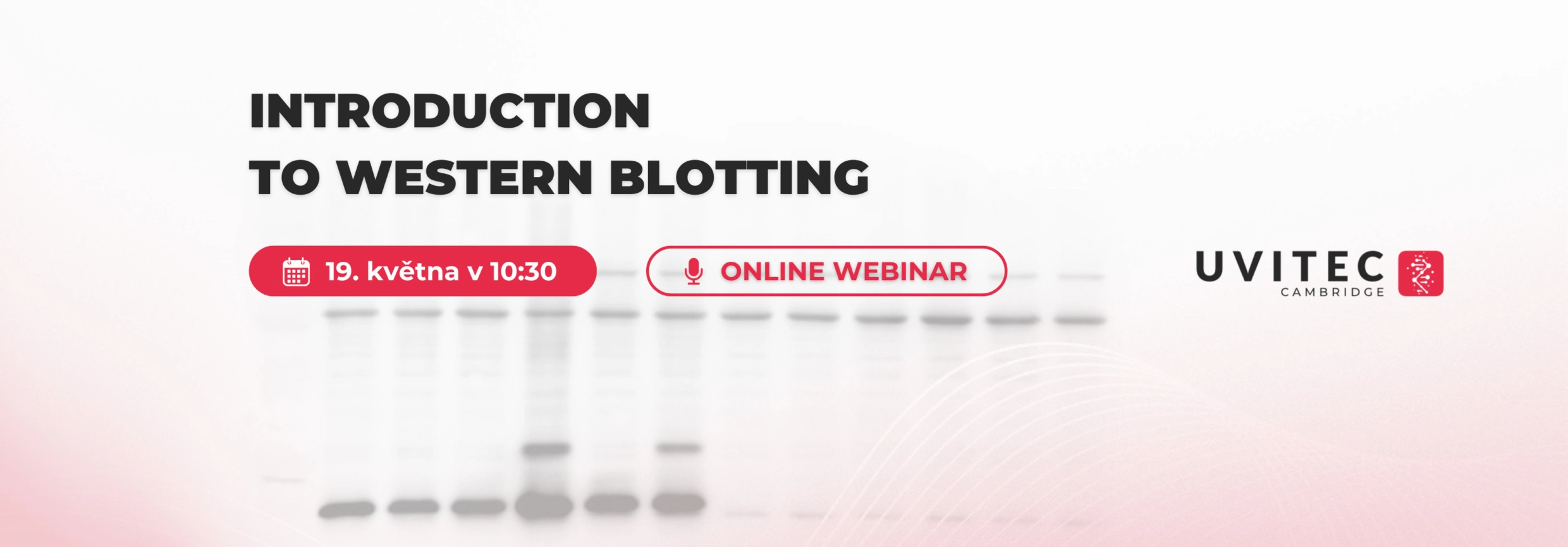 Úvod do Western blottingu – 1. díl odborné série webinářů - BARIA