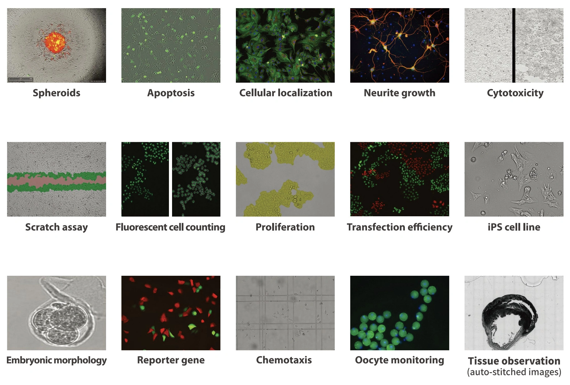 Workshop: New Life Cell Monitoring System | BRNO - BARIA