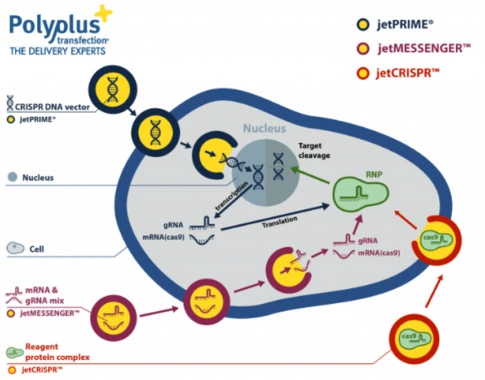 Editace genomu prostřednictvím CRISPR/Cas9 systém - BARIA