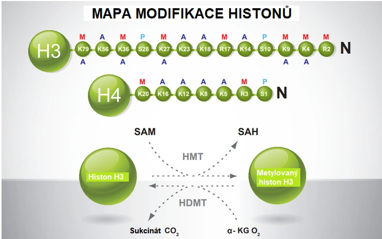 Rychlokurz epigenetiky – 1. část - BARIA