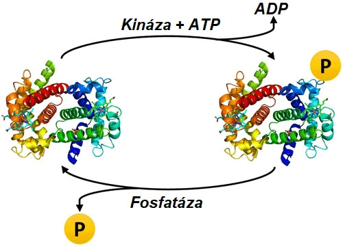 7 způsobů, jak studovat fosforylaci proteinů - BARIA