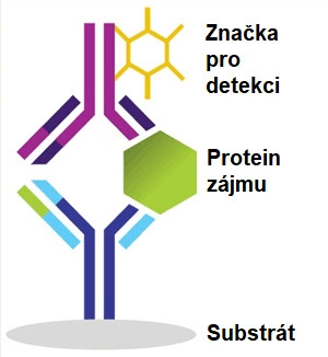 7 způsobů, jak studovat fosforylaci proteinů - BARIA