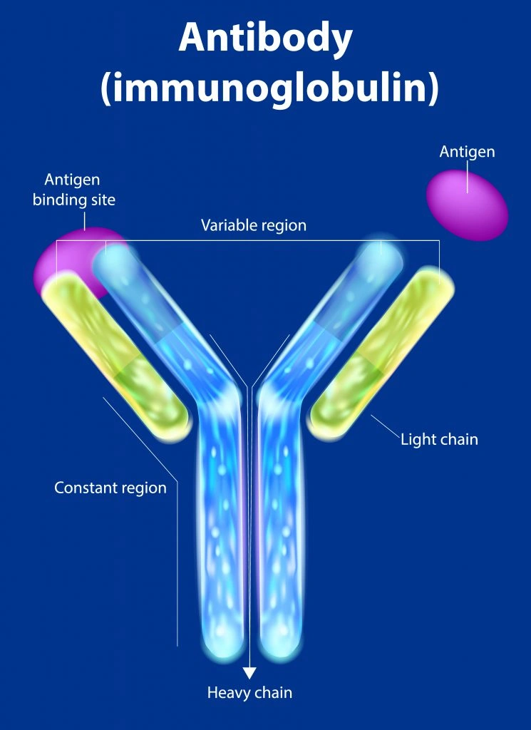 Průvodce imunohistochemií pro začátečníky 2: Výběr sekundární protilátky - BARIA