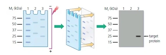 ELISA, Multiplex array, Western blot a RIA - která metoda je „ta pravá“? - BARIA