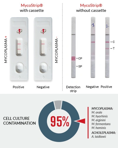 20% sleva na MycoStrip® od InvivoGen - BARIA