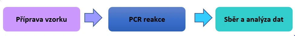 Celá pravda o Real-Time PCR – 1. část - BARIA