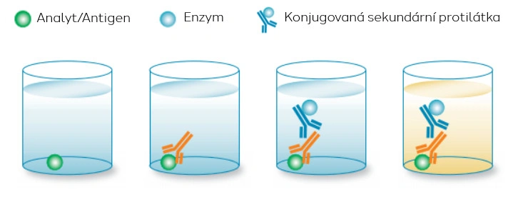 ELISA, Multiplex array, Western blot a RIA - která metoda je „ta pravá“? - BARIA